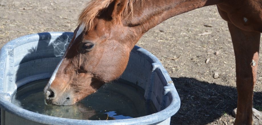 Hoeveel water drinkt een paard per dag? Alles wat je moet weten over de waterbehoefte van je paard