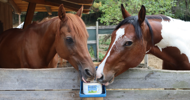 Lick MultiVitaminBronchial horse 3kg value pack 4 pieces