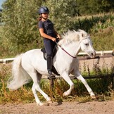 Amazon Bareback Pad wildleder