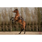 Broncho Bareback Pad wildleder