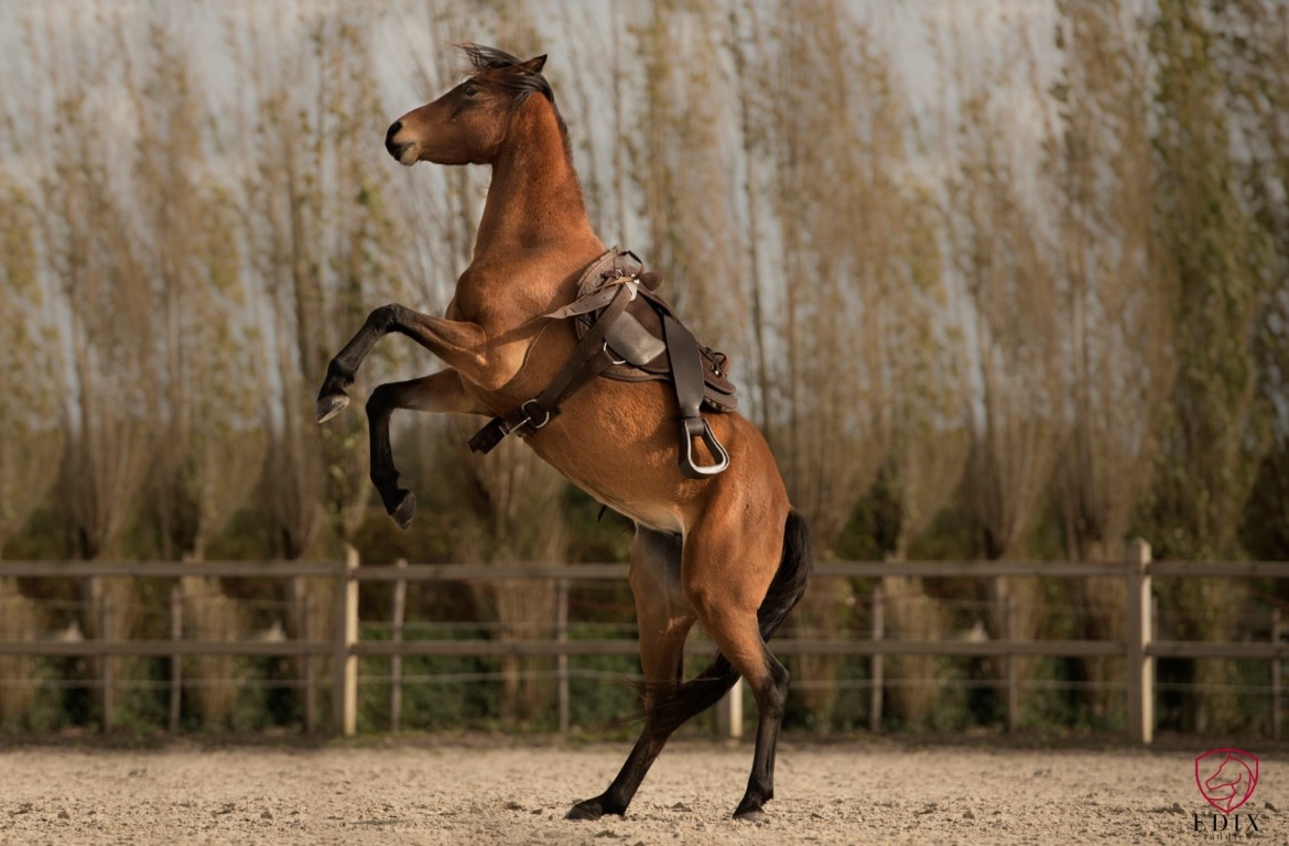 Broncho Bareback Pad wildleder