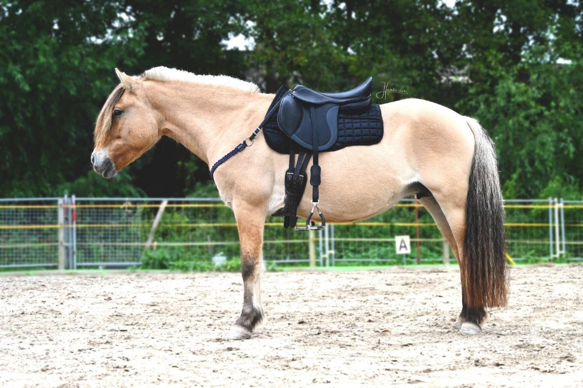 Emir GP saddle soft tree