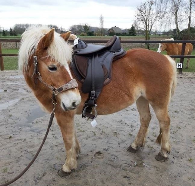 Vika treeless saddle vegan