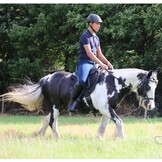 Vika treeless saddle vegan