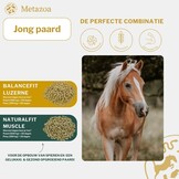 FitRight alfalfa cobs