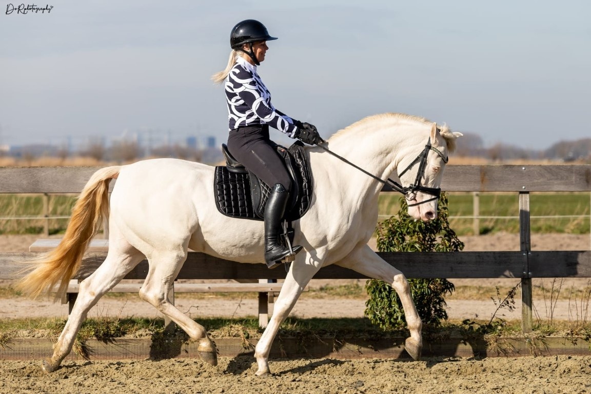 UNI treeless saddle pad correction cotton dressage