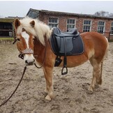 Merlyn - short dressage saddle leather