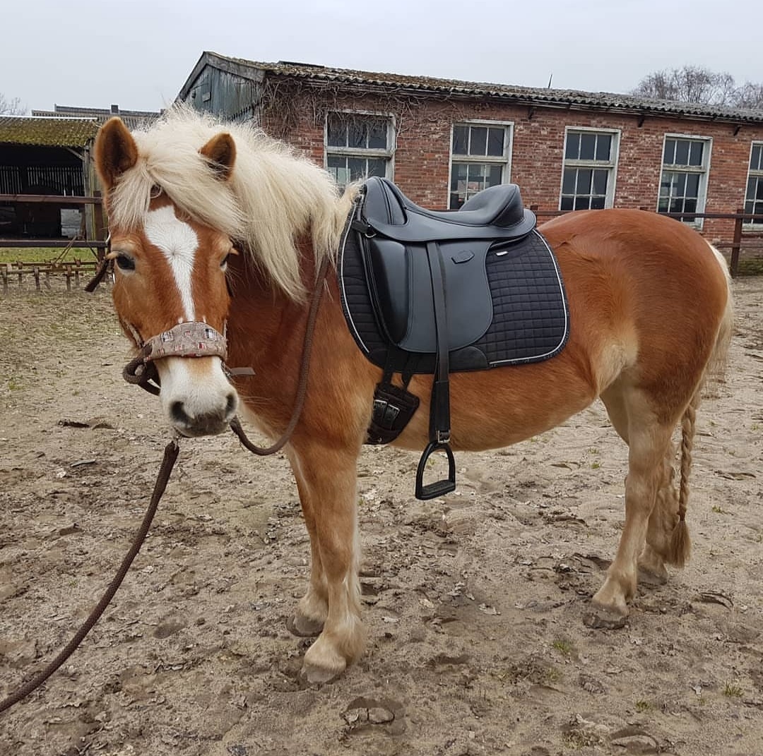 Merlyn - short dressage saddle leather