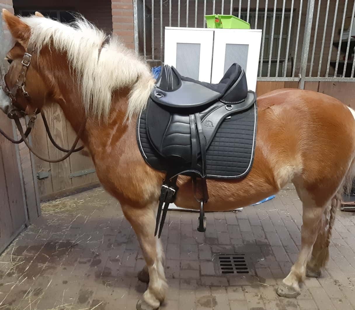 Vika XS treeless saddle pony