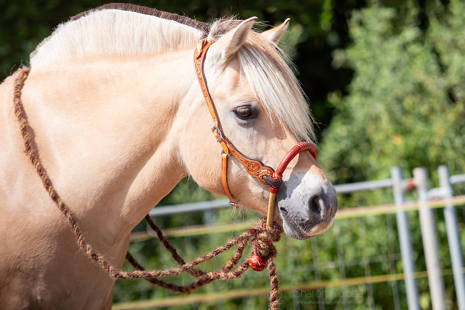 Rose kopstuk western hoofdstel
