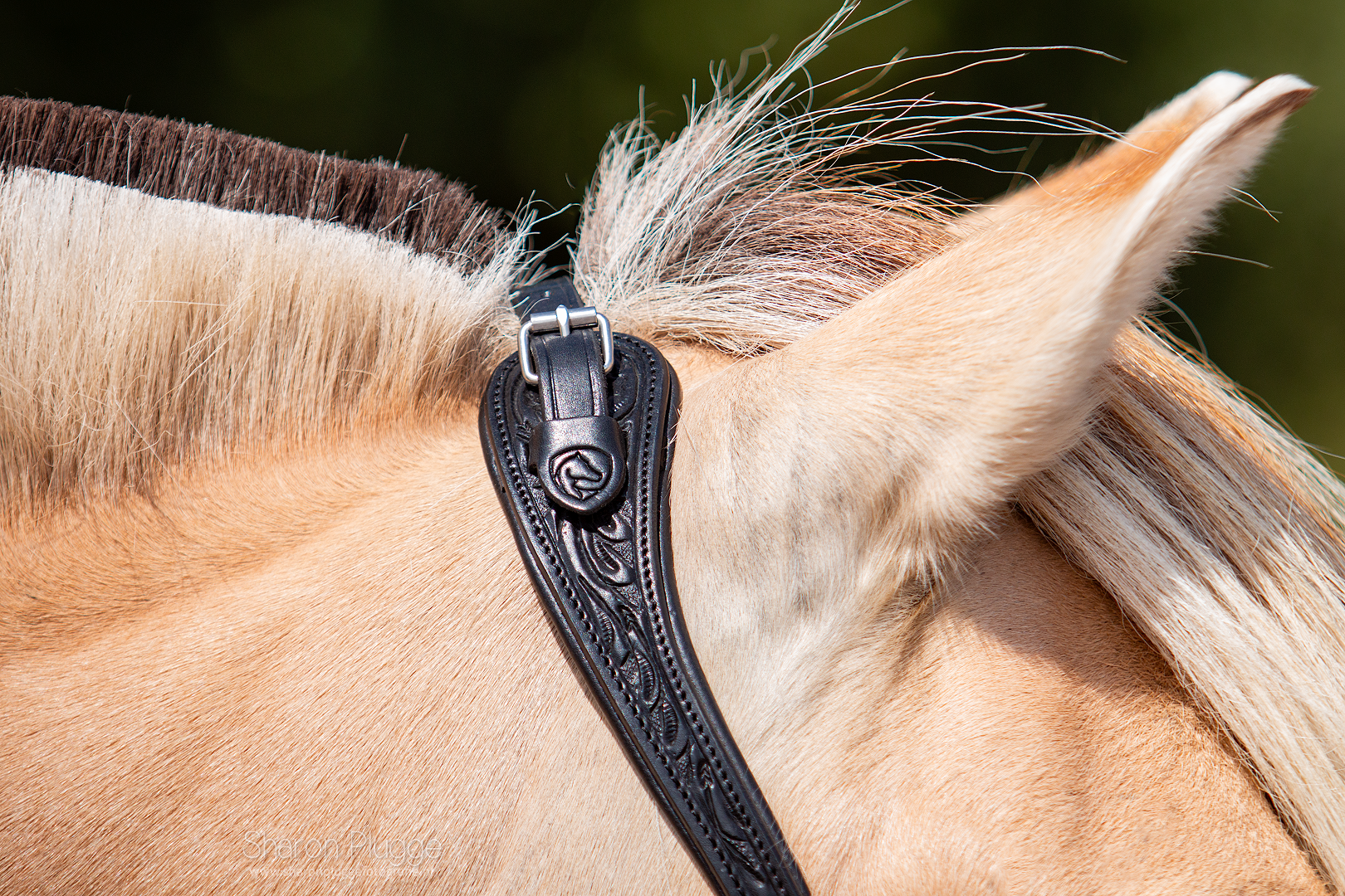 Rose kopstuk western hoofdstel