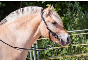 Bridle ED3-Rose