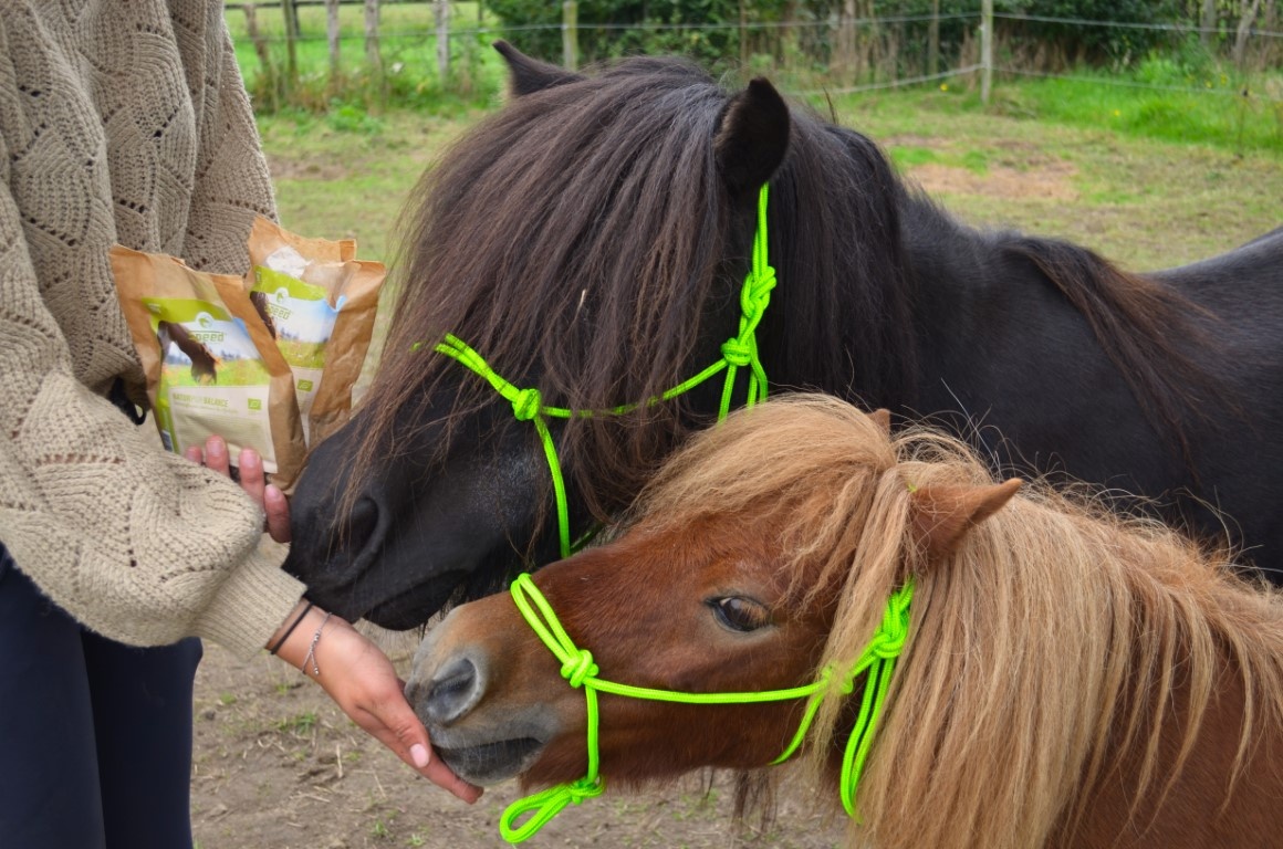 Rope halter Smooth basic rope halter