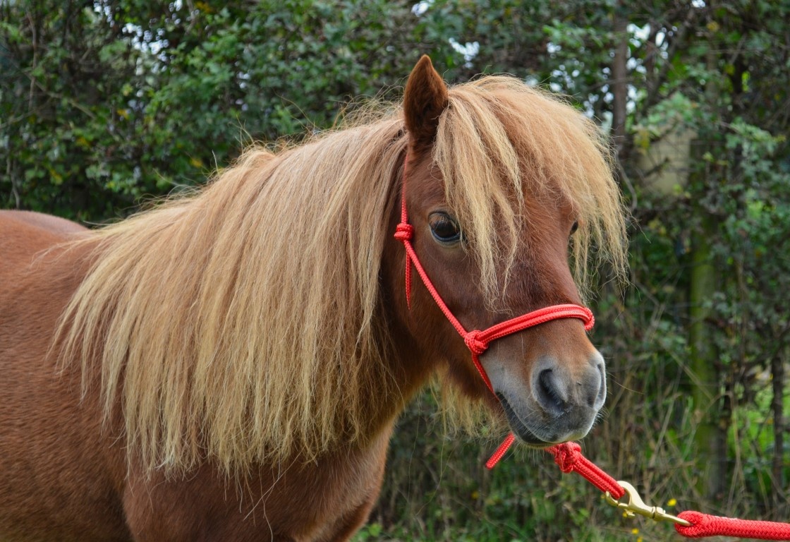 Rope halter standard  in different colors