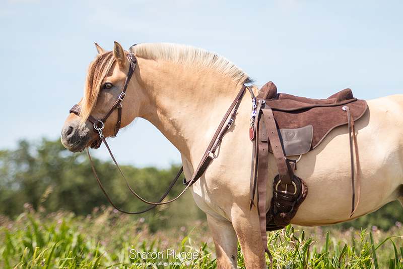 Broncho Bareback Pad wildleder