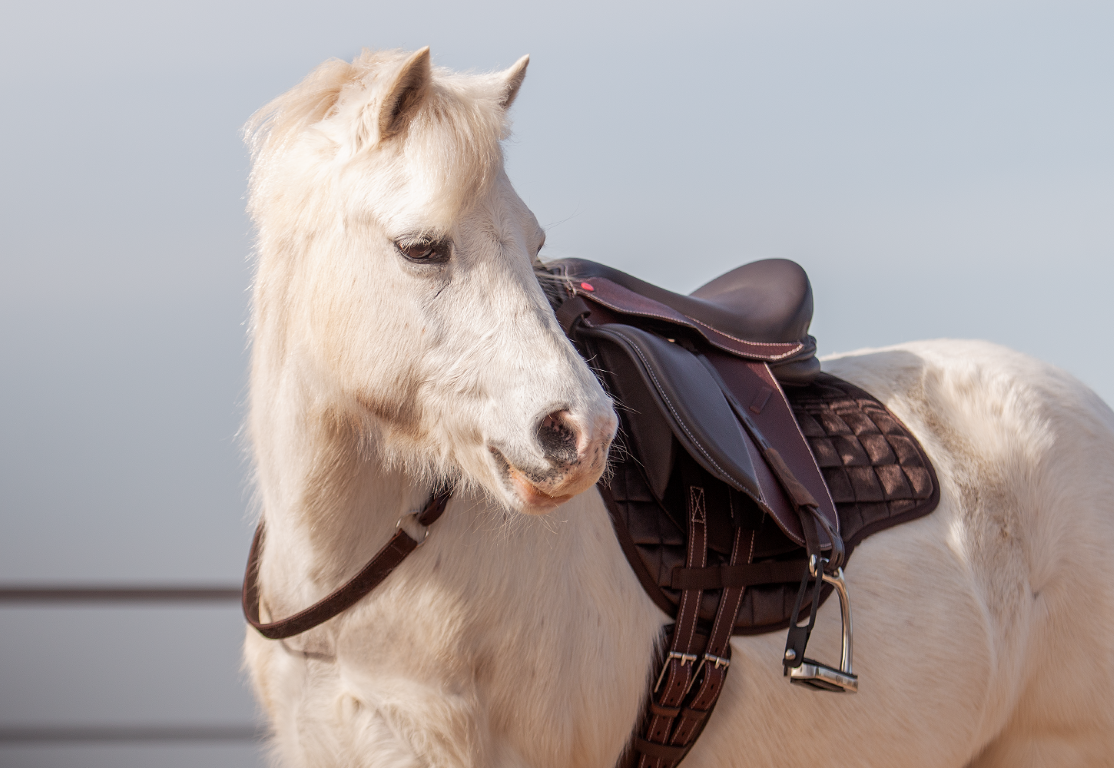 Elore treeless kids saddle