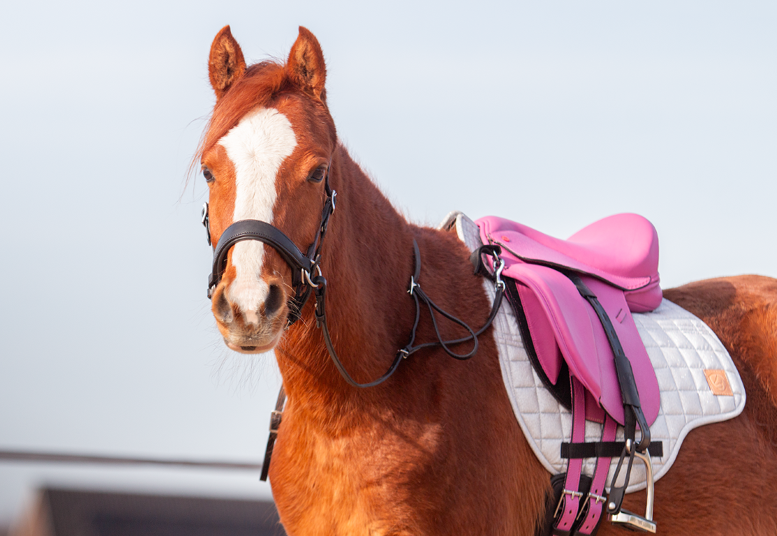 Elore treeless kids saddle