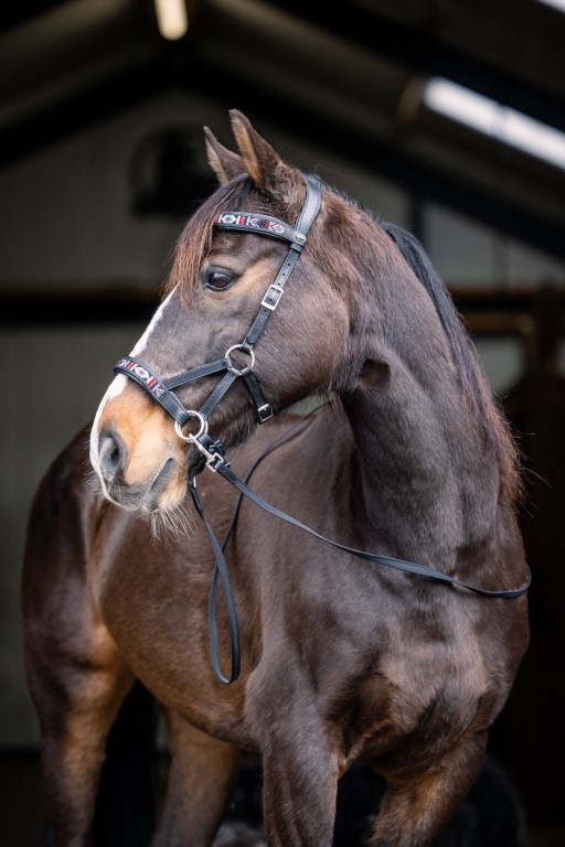 Sierra sidepull bitless bridle