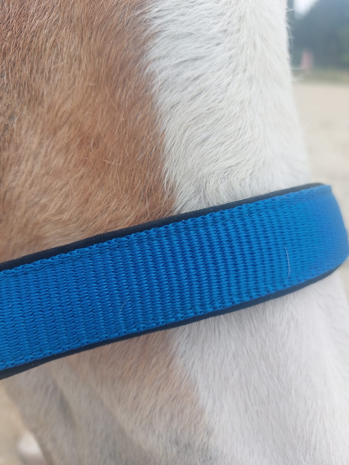 Halfter nylon weich unterlegt in viele Farben