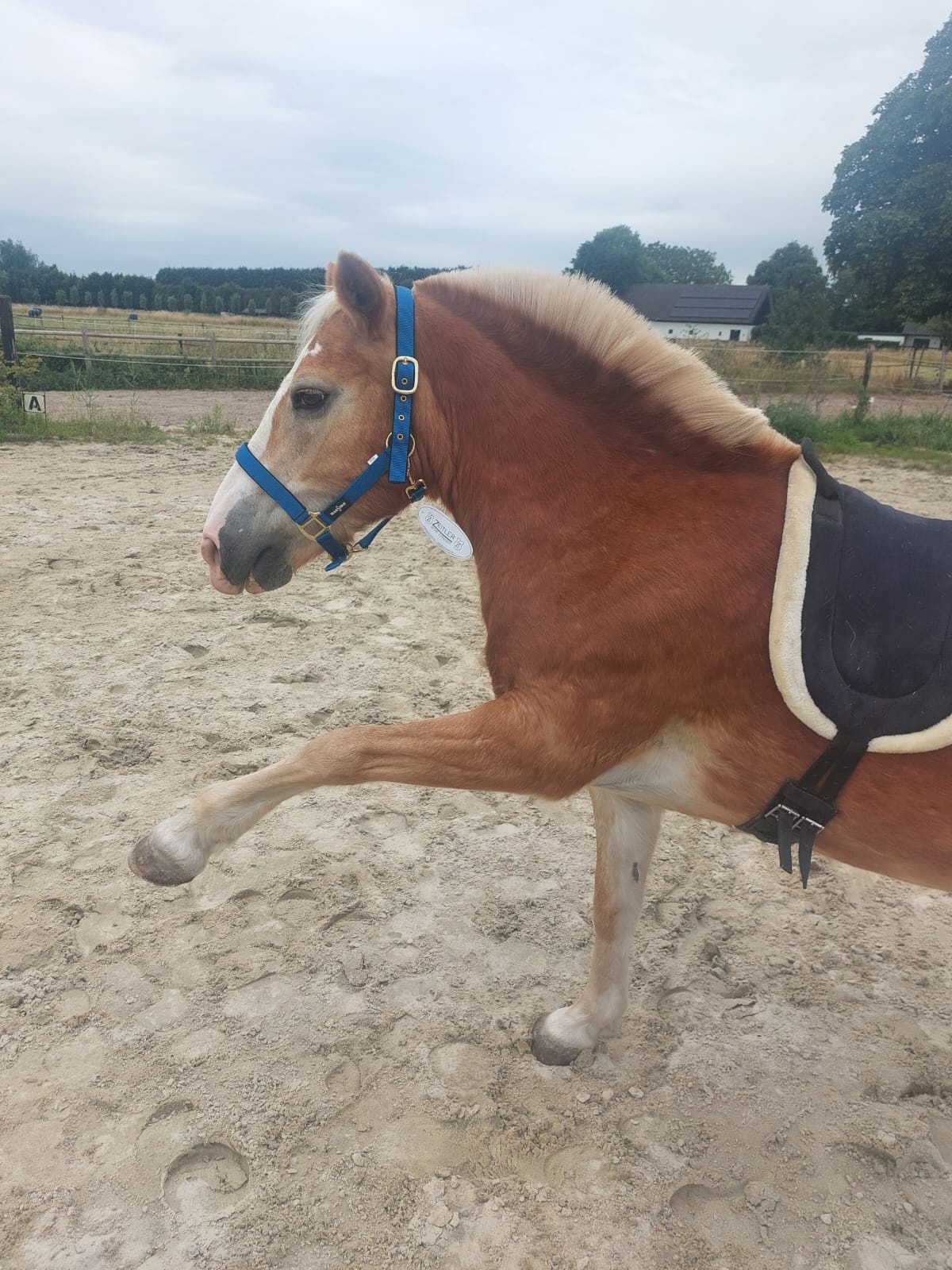 Halster nylon zacht onderlegd in vele kleuren