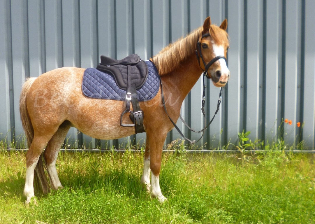 Shetland treeless saddle Shetland ponies and small A - B ponies
