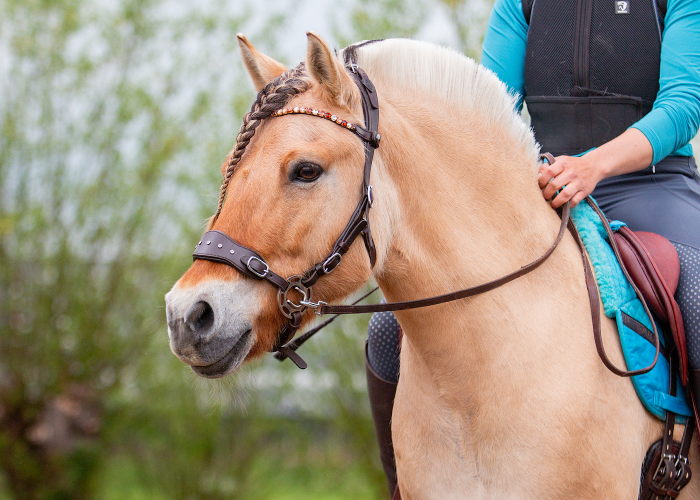 Hack-Halo hackamore scharen