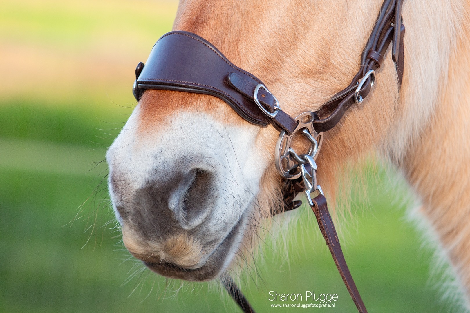 Hack-Halo hackamore shanks