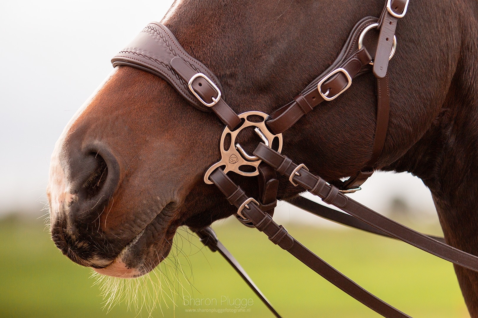 Hack-Halo-Pro Hackamore Schenkel