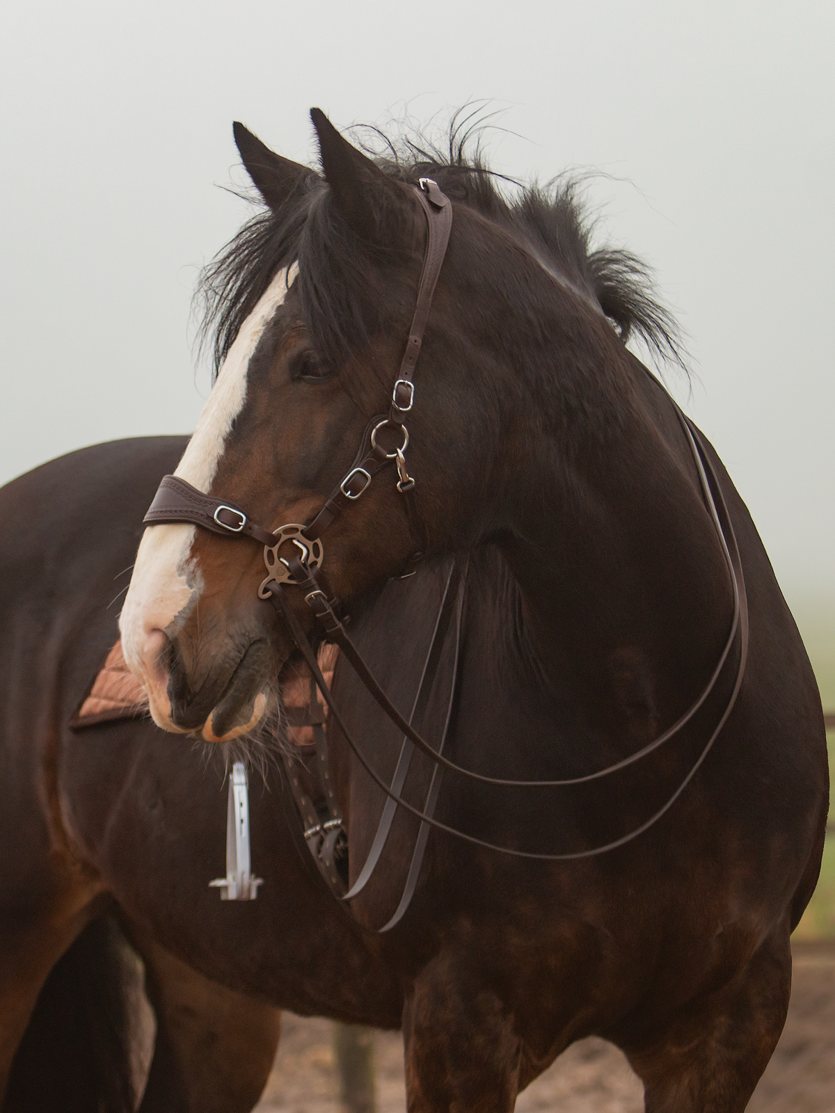 Hack-Halo-Pro hackamore shanks