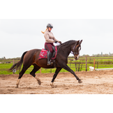 Hack-Halo-Pro Hackamore Schenkel