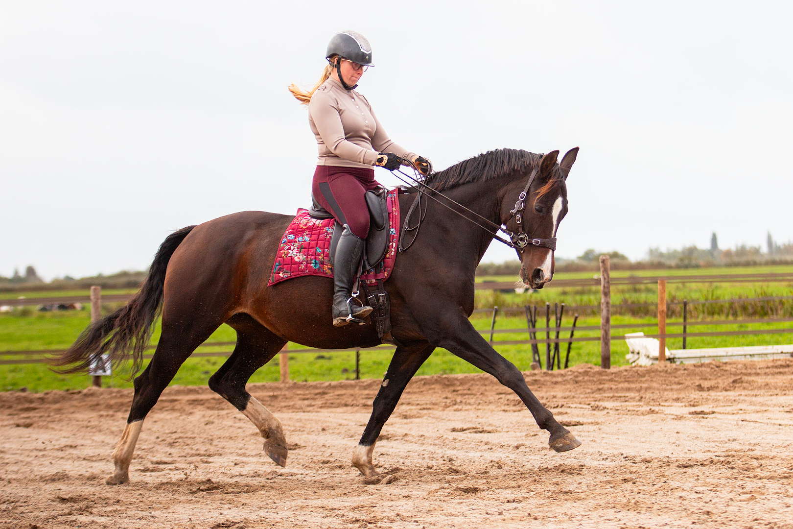 Hack-Halo-Pro hackamore scharen