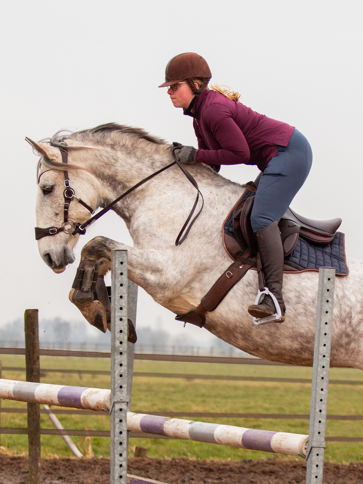 Hack-Halo-Pro Hackamore Schenkel