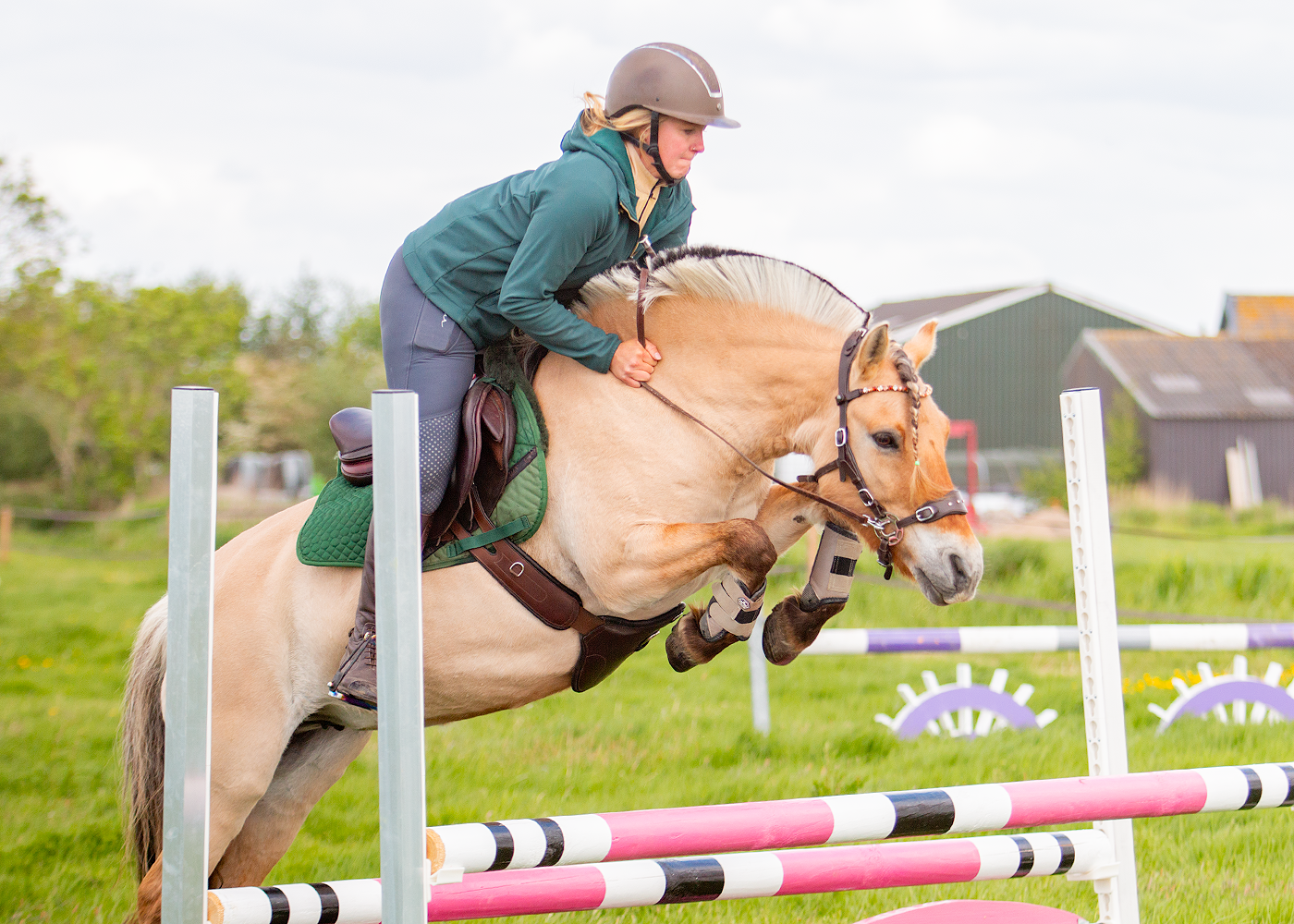 Hack-Halo Hackamore Schenkel