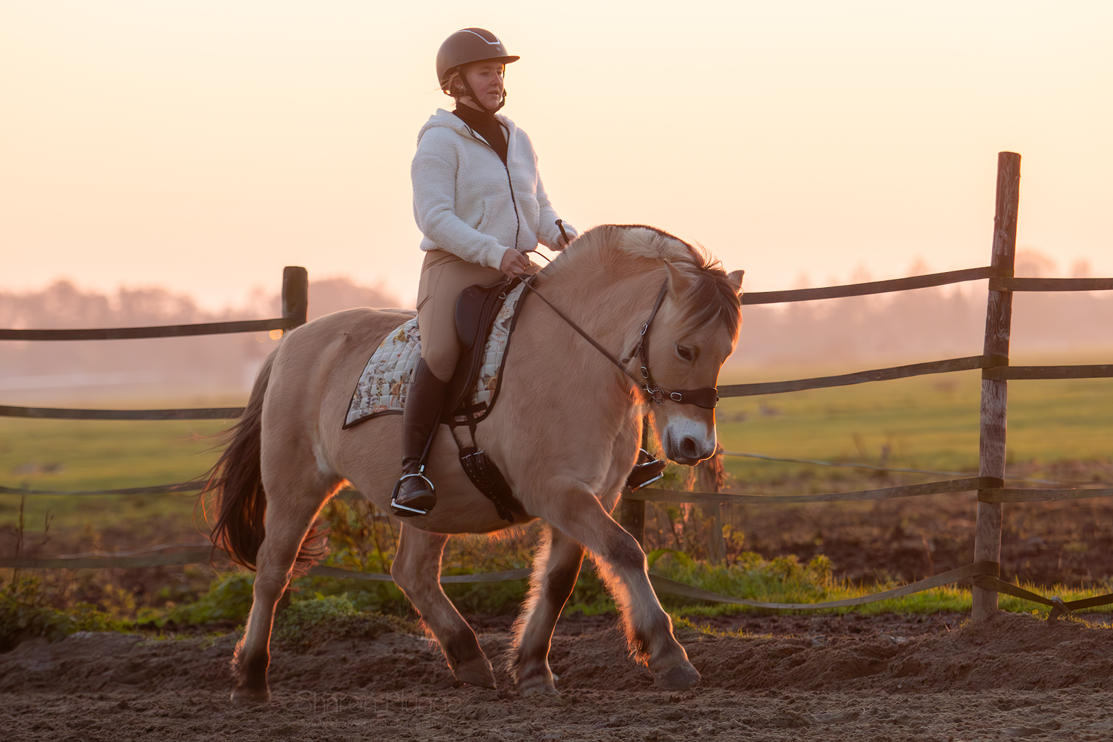 Hack-Halo Hackamore Schenkel