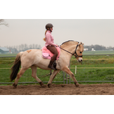 Hack-Halo hackamore scharen