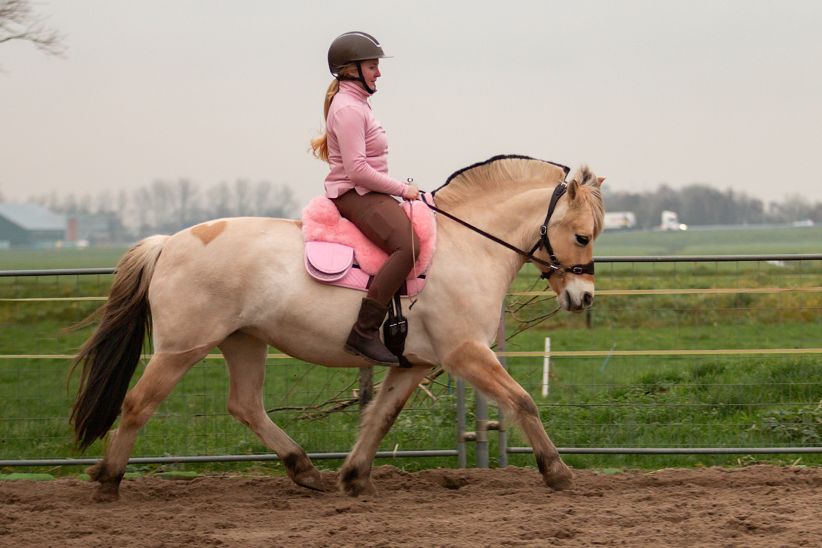 Hack-Halo hackamore scharen