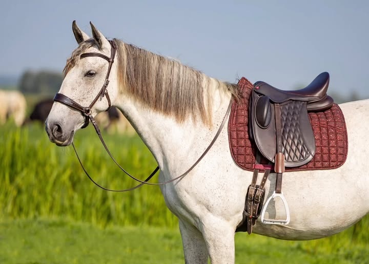 Glitzer Dressur Satteldecke Korrektur