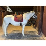 TEST BAREBACK PAD Physio Support