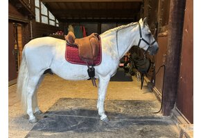 TESTBAREBACKPAD Physio Support