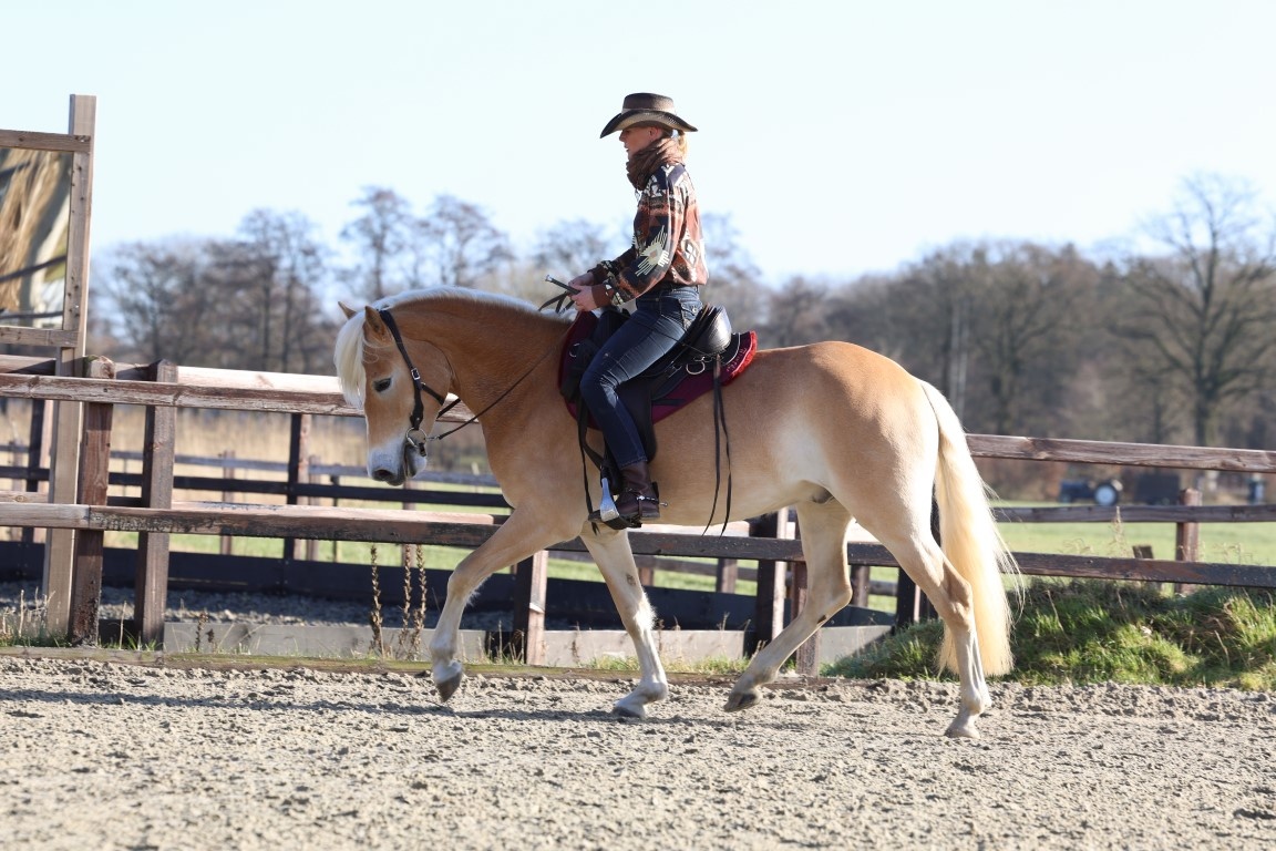 Equis boomloos westernzadel leer