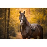 Moonlight sidepull bitless bridle leather