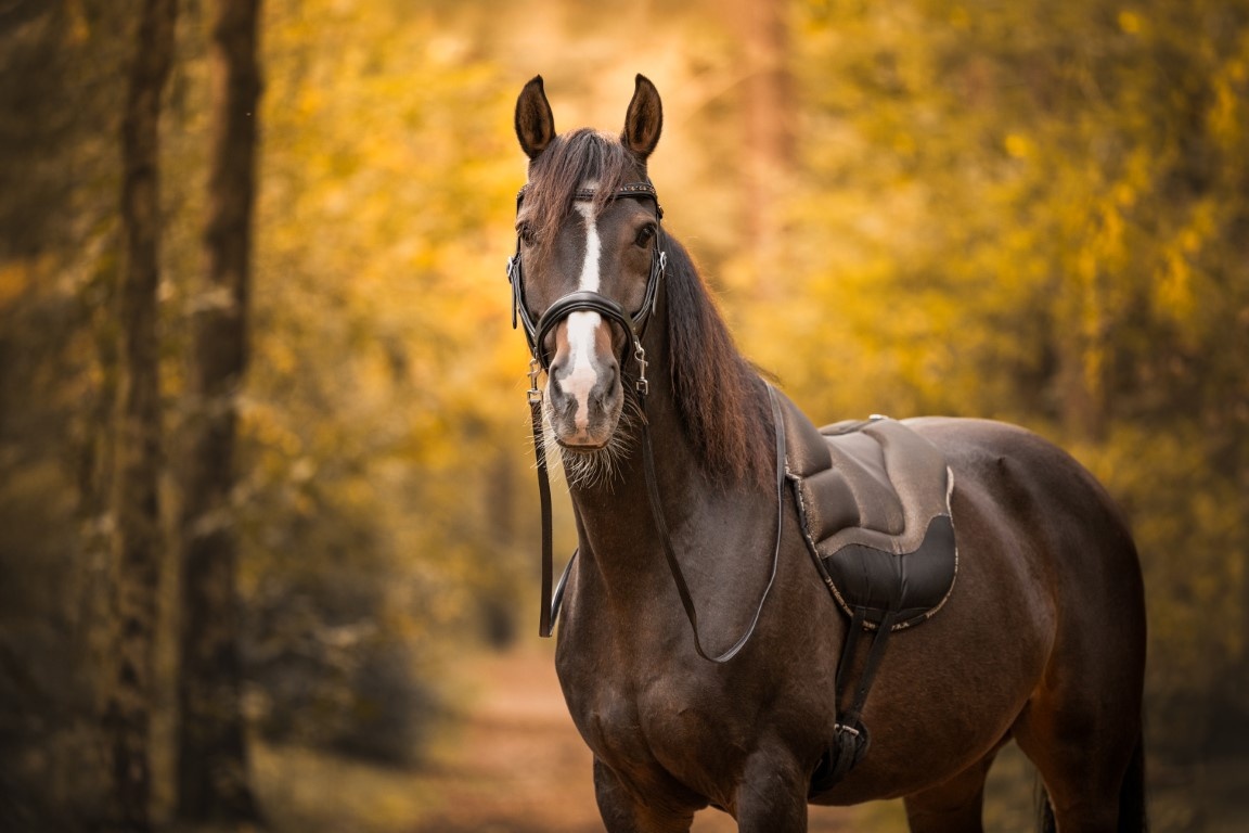 Moonlight sidepull bitless bridle leather