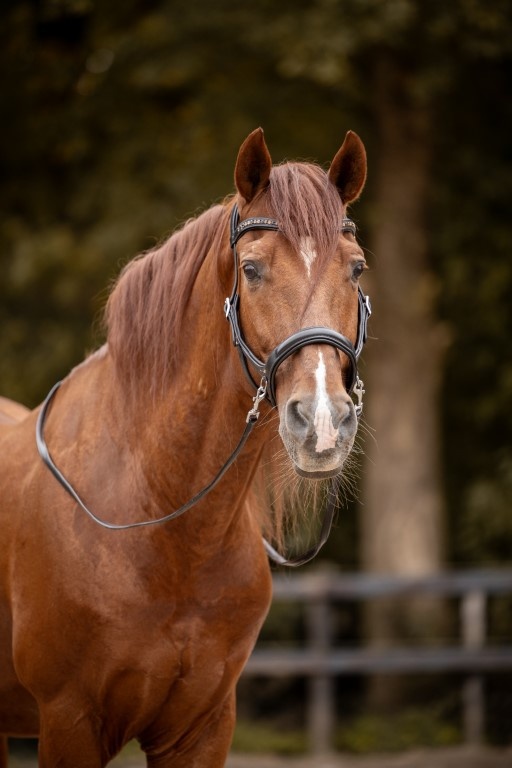 Moonlight Sidepull gebissloses Zaumzeug Leder