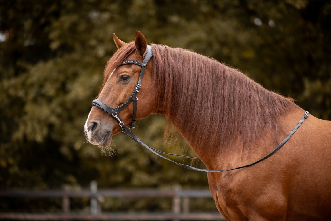 Moonlight sidepull bitless bridle leather