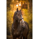 Moonlight sidepull bitless bridle leather