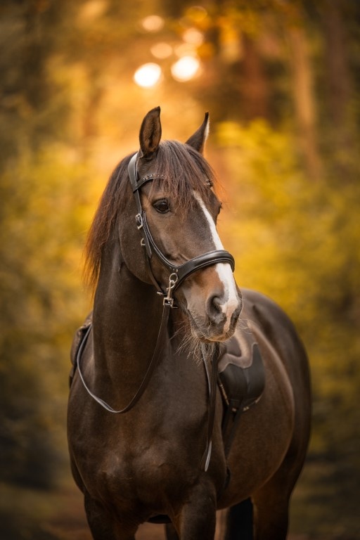 Moonlight sidepull bitless bridle leather