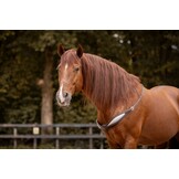 Halsring Reitring Whisper leder