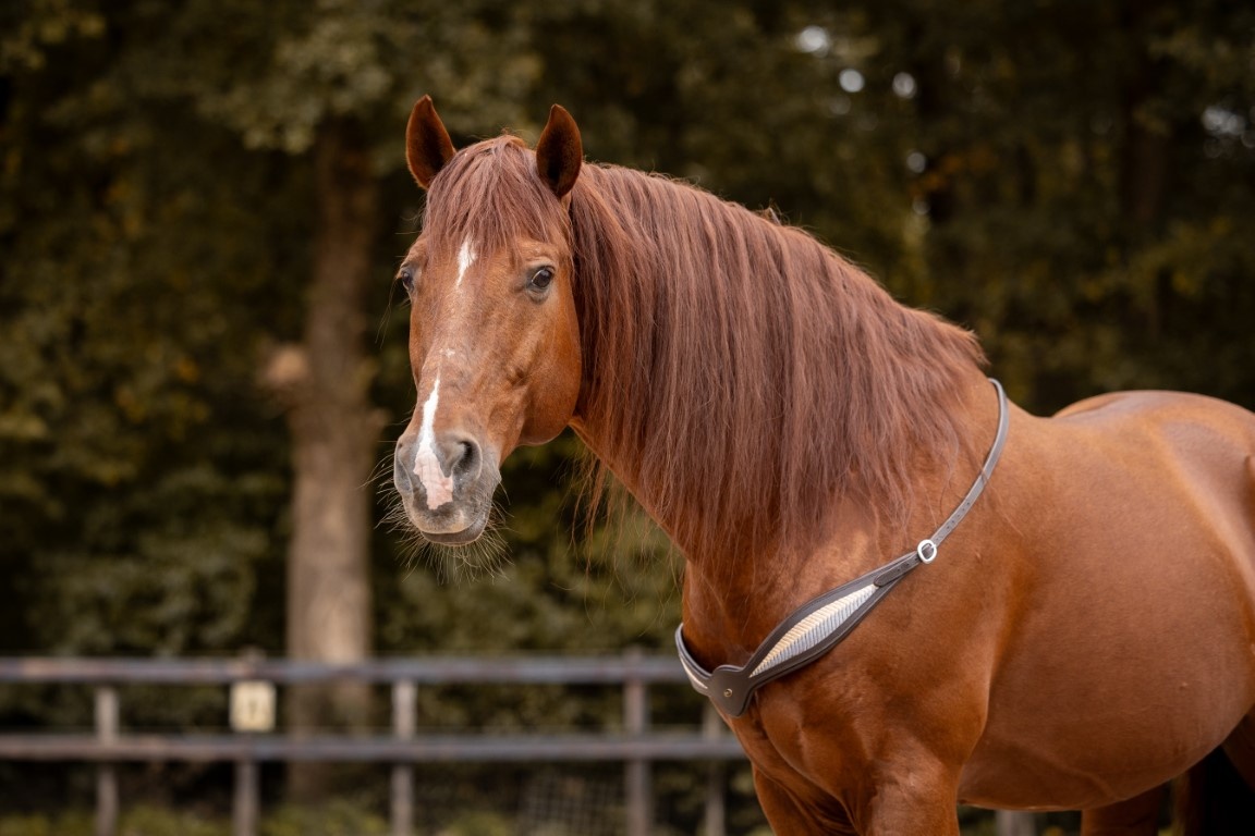 Neck rein riding ring Whisper leather