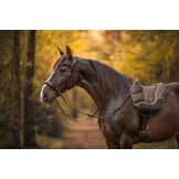 Dardo basic bareback pad