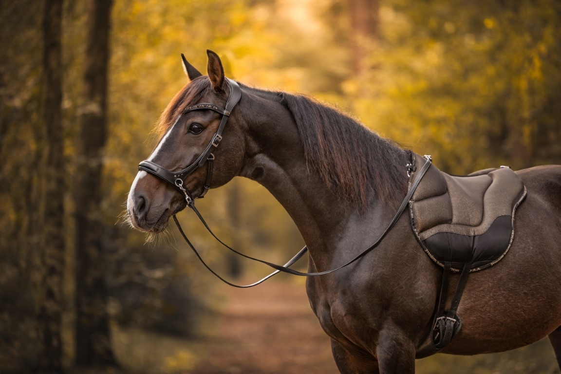 Dardo basic bareback pad